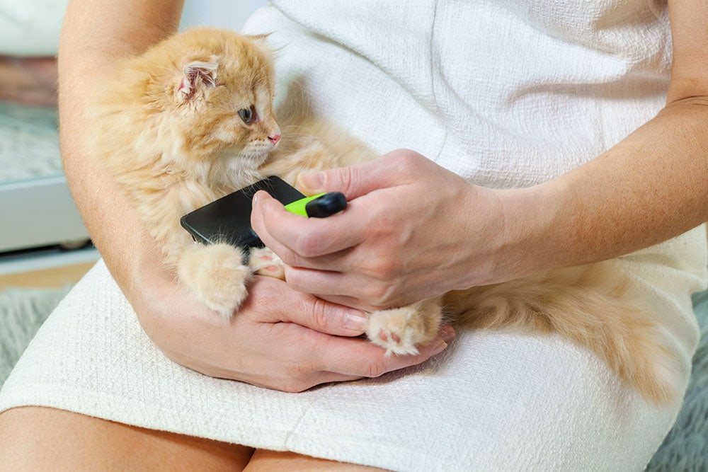 9 Best Kitten Brushes - 2026 Reviews & Top Picks