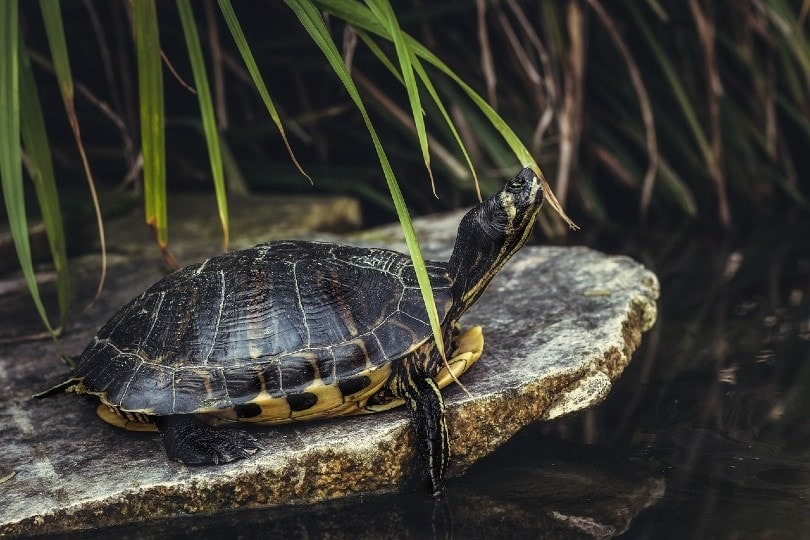 How Long Do Yellow Bellied Sliders Live? Average Lifespan, Data & Care