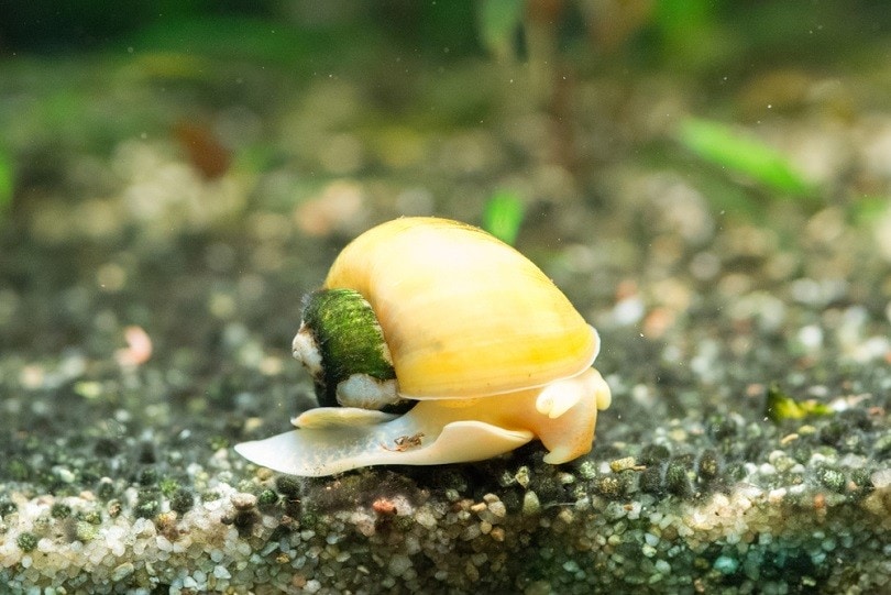 How to Tell if an Aquarium Snail is Dead or Just Sleeping: 4 Vet-Approved Methods