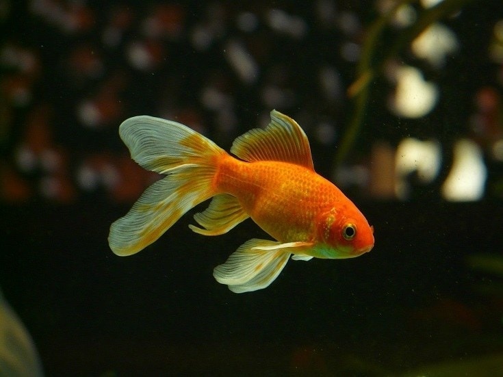 Comet Goldfish: Size, Lifespan, Tank Size & Care (Ultimate Guide)