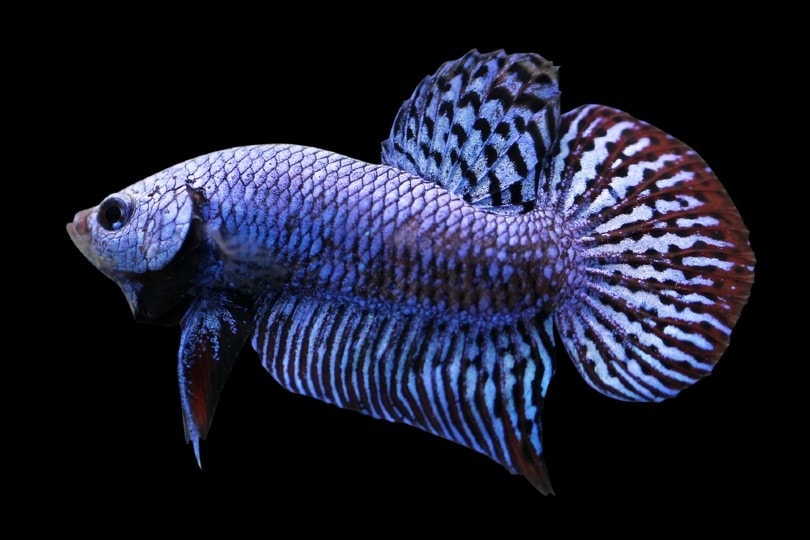 Alien Betta Fish: Care Guide, Pictures, Varieties, & Lifespan