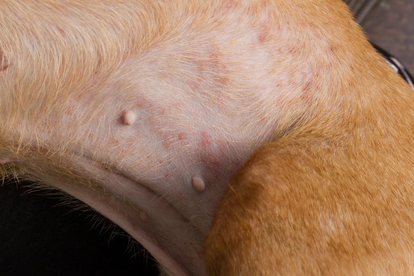 Why Is My Dog Losing Hair in Patches and Scabs? (Vet Answer)