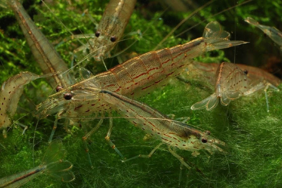 Amano Shrimp Per Gallon: Calculating the Right Amount for Your Tanks (Vet-Approved)