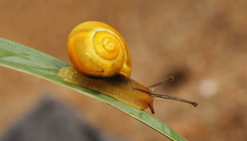 10 Types of Freshwater Aquarium Snails (With Info & Pictures)