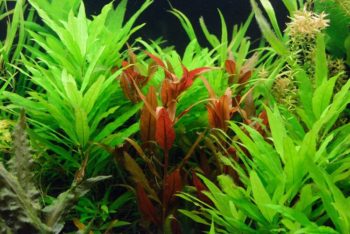 12 Easy Plants for Goldfish Tanks in 2026 - Reviews & Top Picks