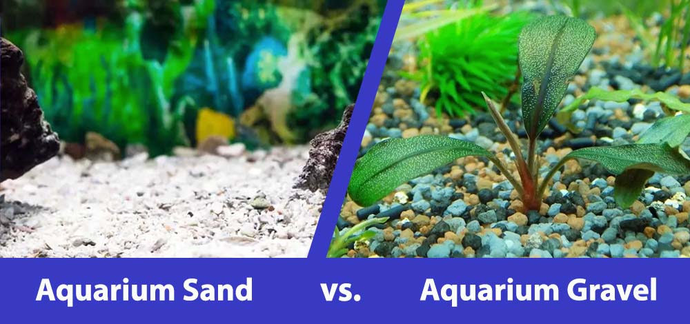 Freshwater Aquarium Sand vs. Gravel: Which to Choose
