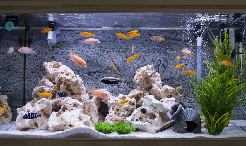 35 Best Fish for a 55-Gallon Tank (With Pictures)