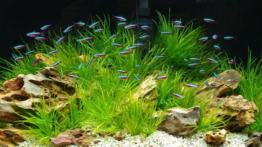 20 Helpful Aquarium Hacks For a Joyful Fish-Keeping Journey
