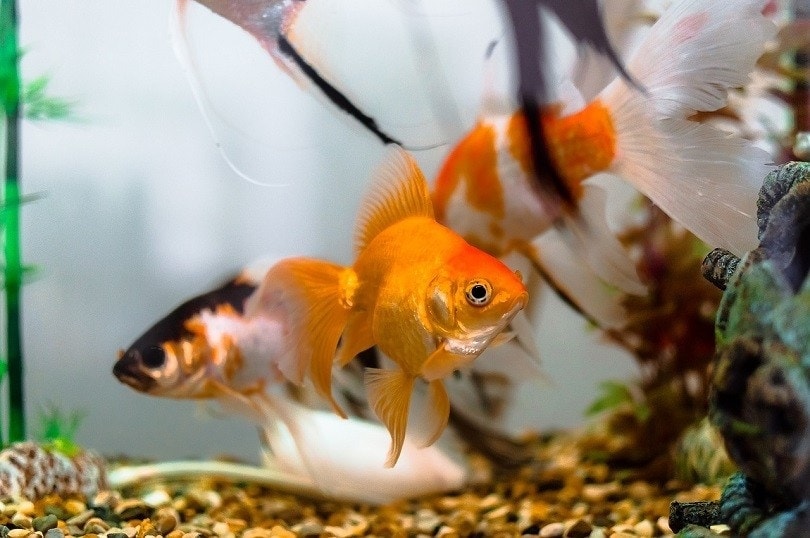 10 Best Aquarium Water Conditioners in 2026 - Reviews & Top Picks