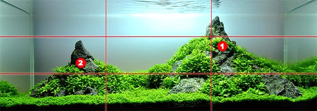 Aquascaping for Beginners