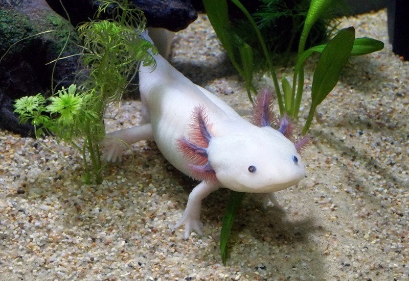6 Best Substrates for Axolotl Tanks in 2026 - Reviews & Top Picks