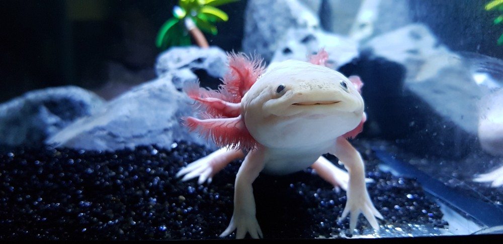 Is an Axolotl an Amphibian? Vet Approved Facts & FAQ