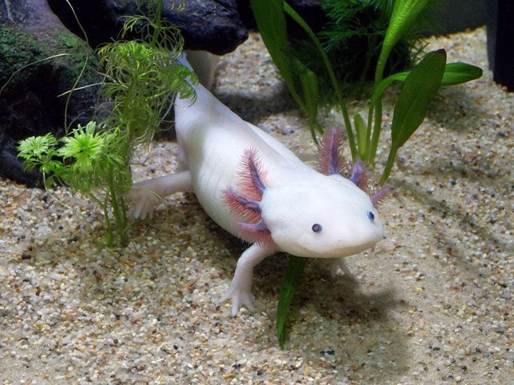 5 Amazing Axolotl Tank Mates: Pictures, Facts & Info