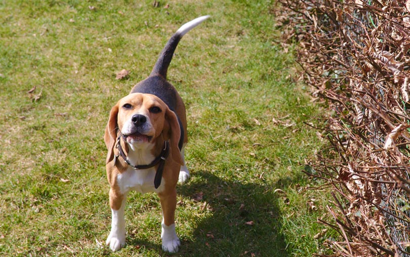 Why Do Beagles Bark So Much? What You Need To Know!