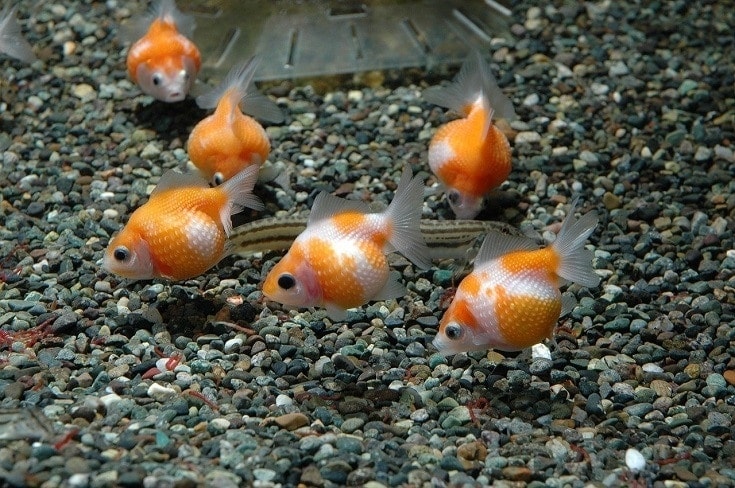 Do Goldfish Need A Heater? Temperature Guide (With Infographic)