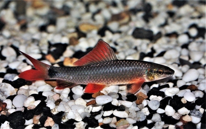 Rainbow Shark: Care Guide, Size, Varieties & Lifespan