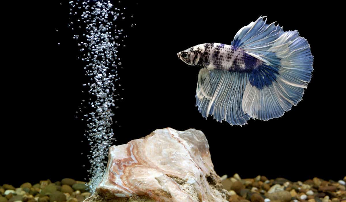 Do Betta Fish Need a Bubbler? Benefits & FAQs