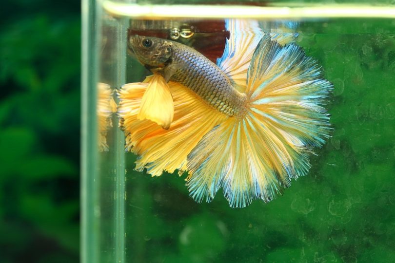Betta Fish Keeps Swimming to the Top? 4 Reasons & Suggestions