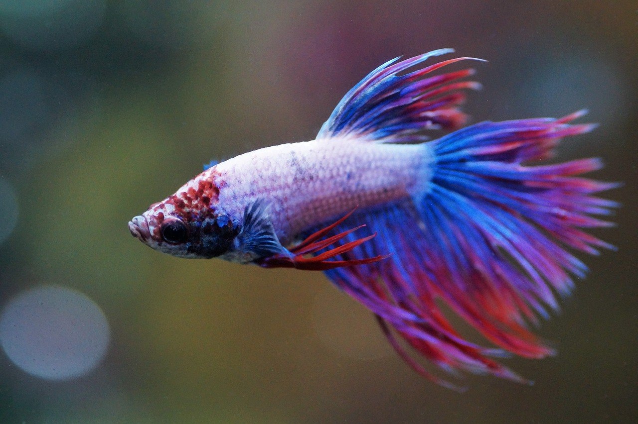 The Natural Habitat of Betta Fish: History, Diet & FAQs