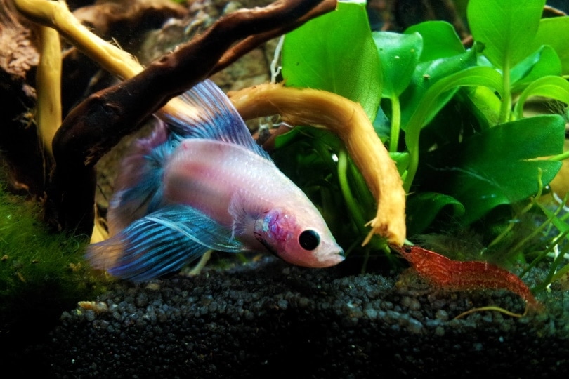 Can Betta Fish Live With Cherry Shrimps? Feeding Guide & Tips