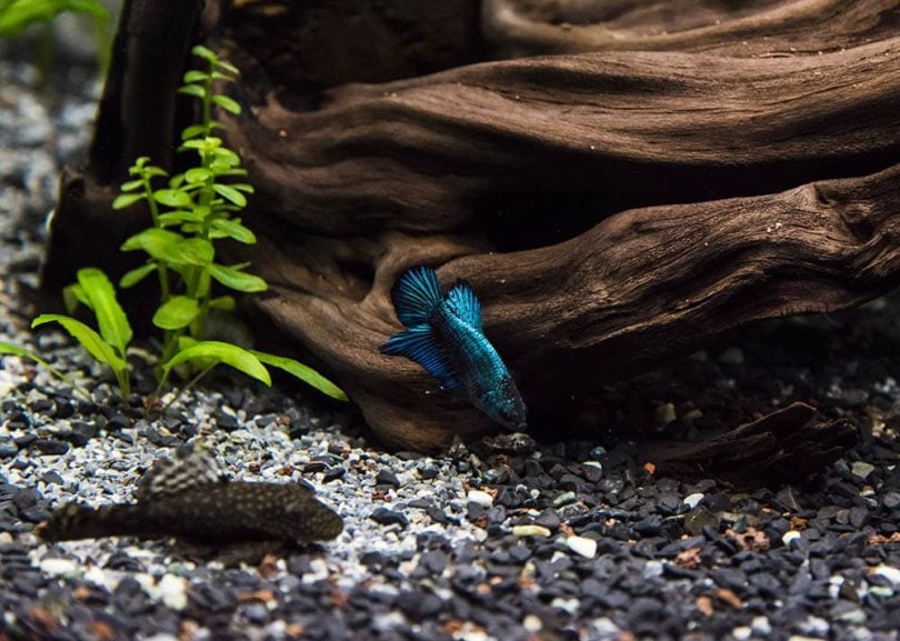 12 Safe Betta Fish Tank Mates: Vet-Approved Compatibility Guide