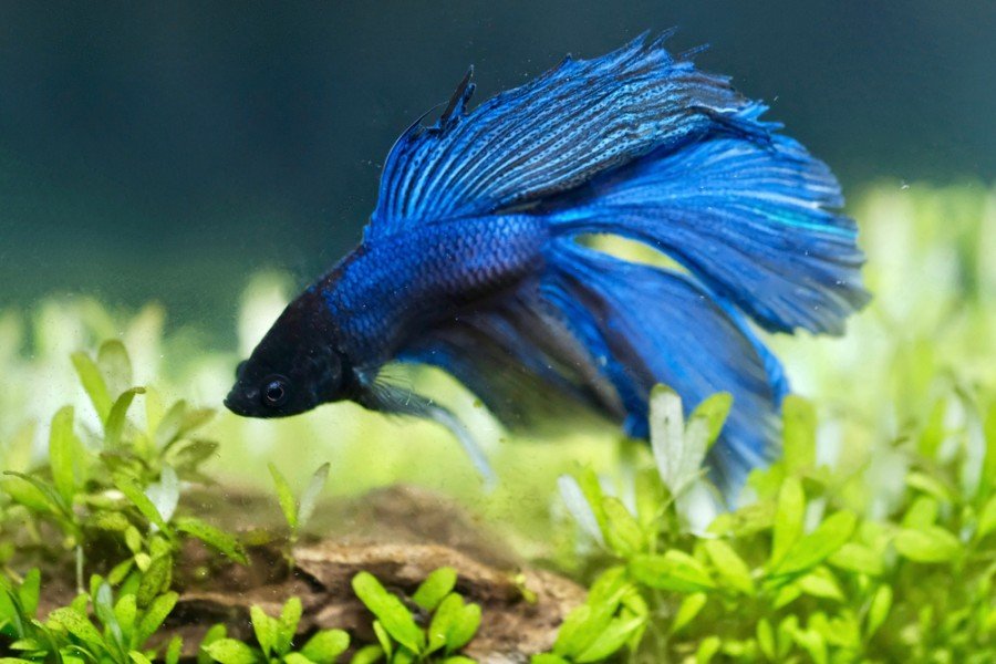 Do Betta Fish Sleep? Vet-Approved Reasons & FAQs