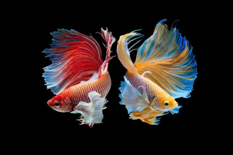 25 Types of Betta Fish: Breeds, Patterns, Colors & Tails (With Info & Pictures)