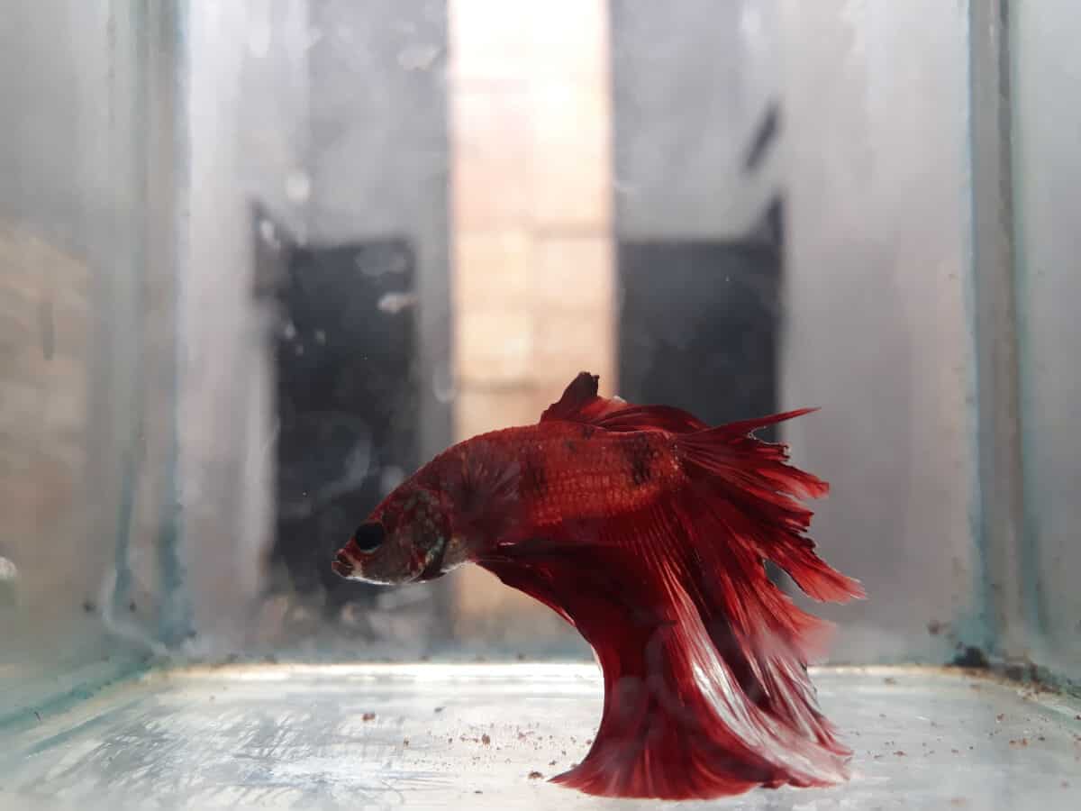 Common Betta Fish Diseases: Prevention, Signs, & Treatment
