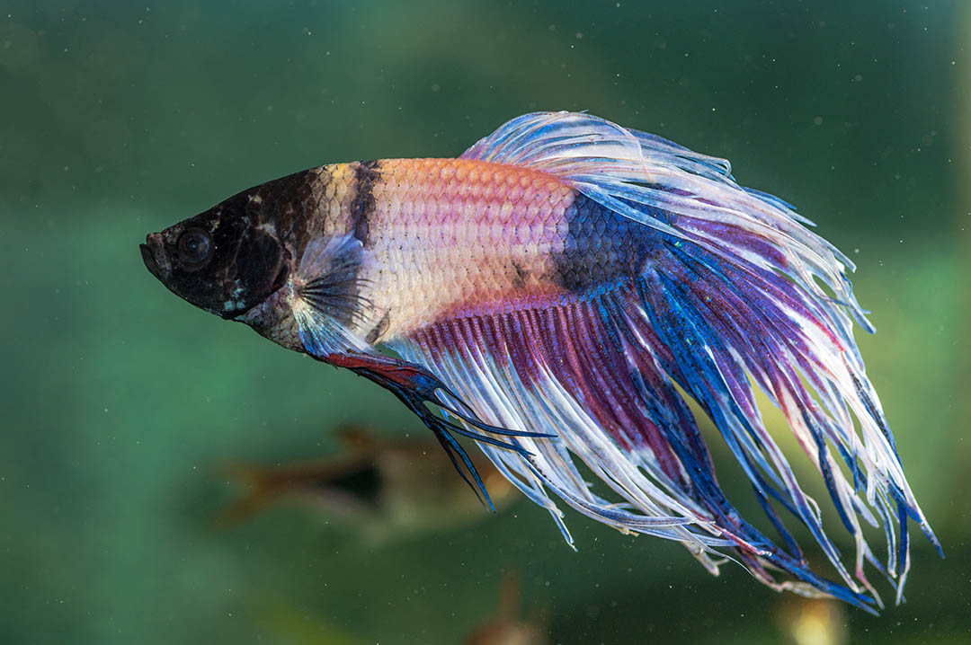Betta Fish Stress Stripes: Identification, Treatment & Pictures