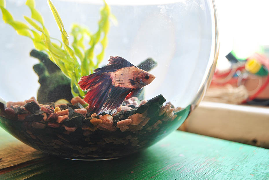 Do Betta Fish Need a Filter in Their Tank? Pros, Cons & Top Choices