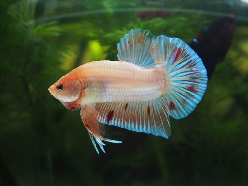 10 Betta Fish Facts You Should Know (Vet-Reviewed)