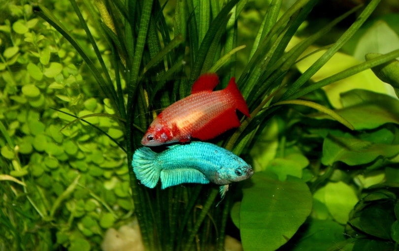 How to Tell if Your Betta Fish Is Pregnant: 4 Vet-Approved Signs to Look For