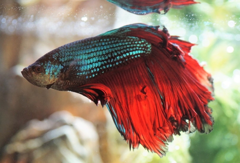 Is Your Betta Fish is Dying of Old Age? 12 Vet-Reviewed Signs & Care Tips