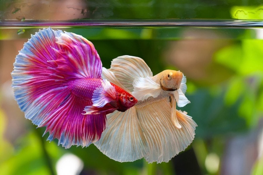 Can You Put Two Betta Fish Together? Vet-Verified Facts & Safety Tips