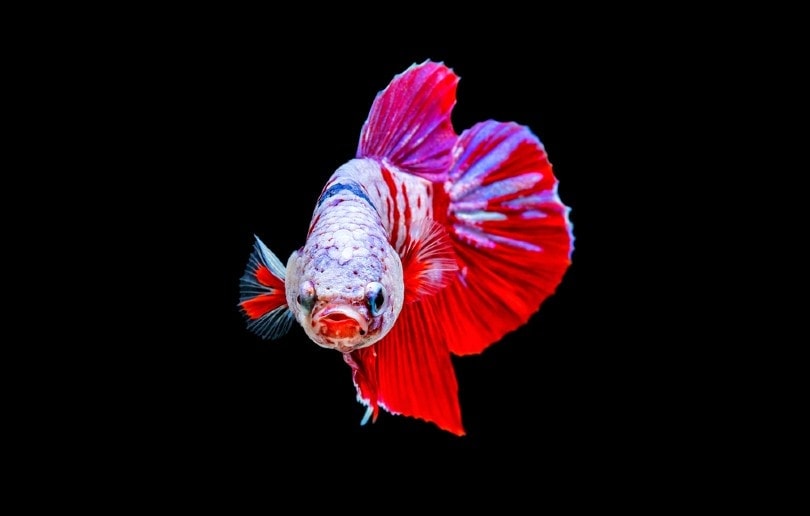 Betta Fish Popeye: Causes, Signs, & Treatment Explained By Our Vet!