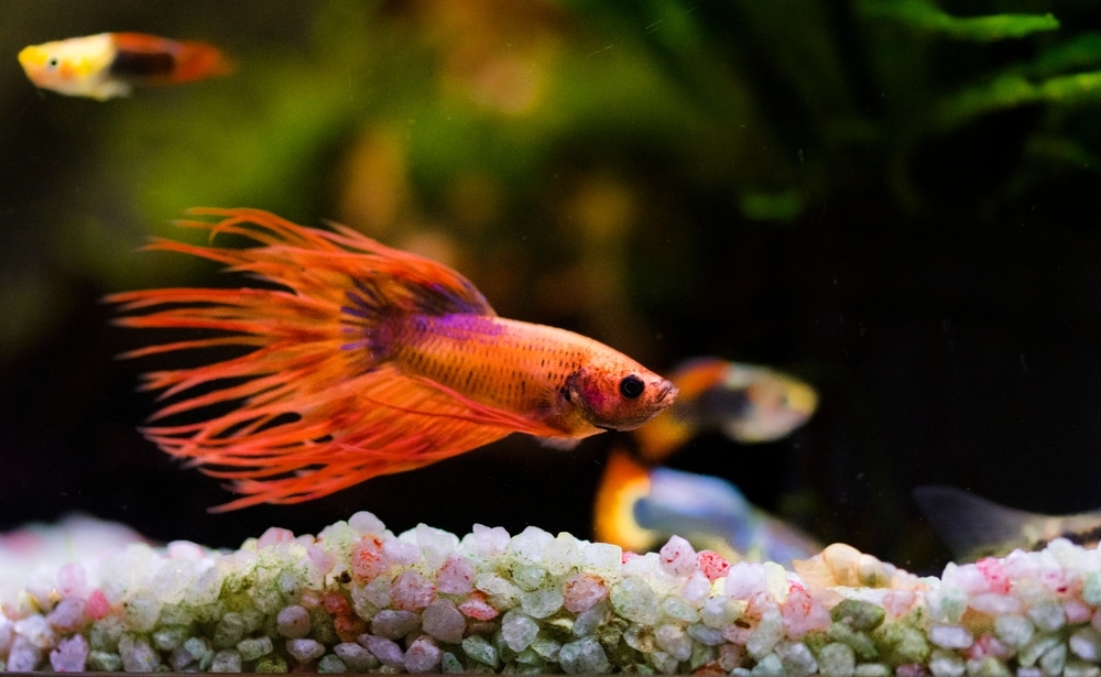 4 Best Betta Fish Tank Heaters for 1, 5 & 10+ Gallon Tanks - 2026 Reviews & Top Picks