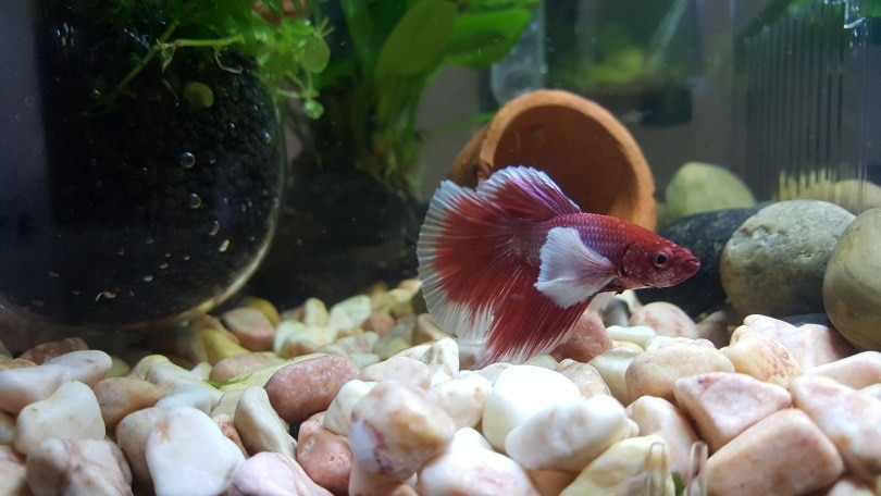 Why Did my Betta Fish Die? 10 Common Vet-Approved Reasons