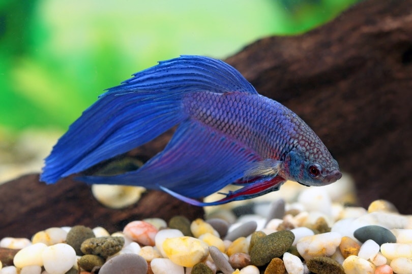 How to Choose the Best Substrate for Betta Tanks