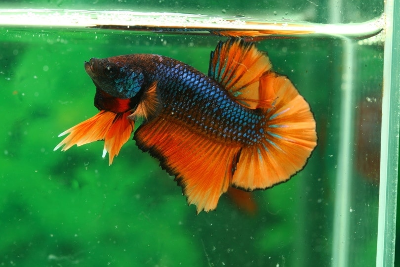 betta fish