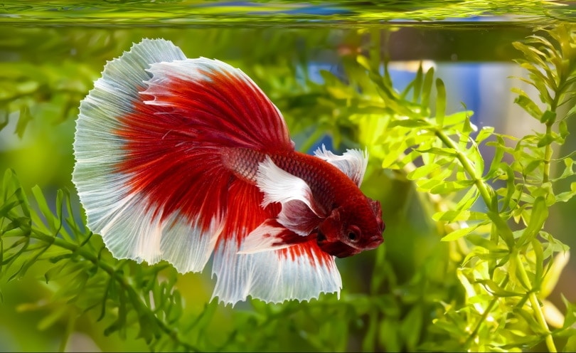 Betta Tail Biting Guide: Causes, Signs, Treatment & Prevention Advice From Our Vet