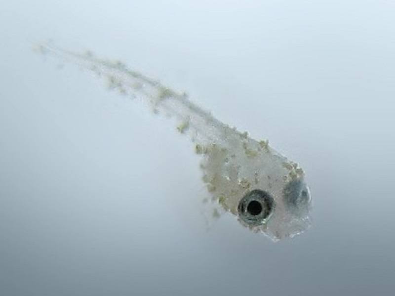 Baby Betta Fish: Care Guide, Pictures, Growth Charts & Tips