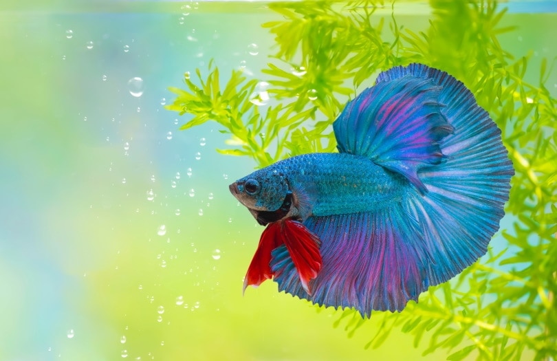Can African Dwarf Frogs Live With Bettas? (Vet Answer)