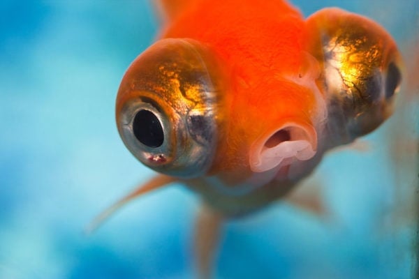 big goldfish eyes