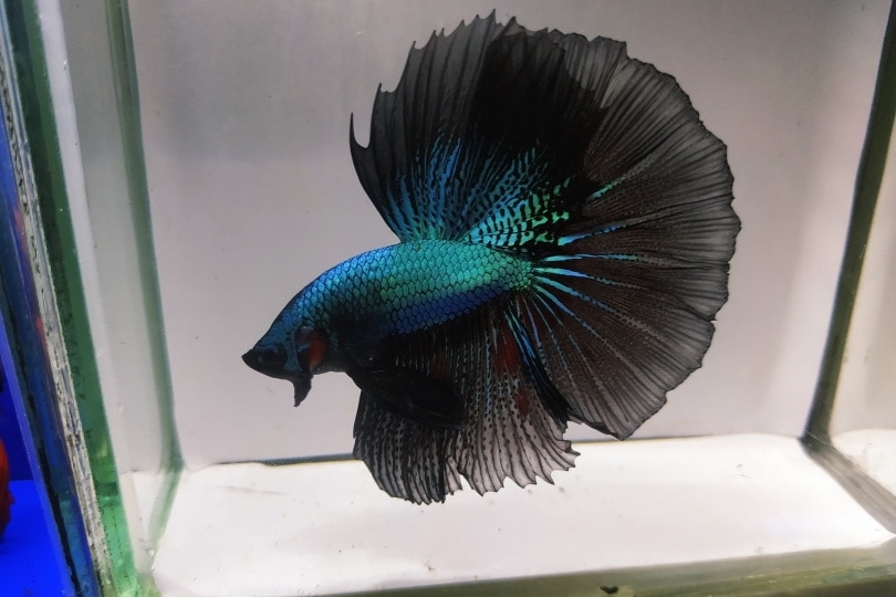 Black Orchid Betta Fish: Care Guide, Pictures, Lifespan & More