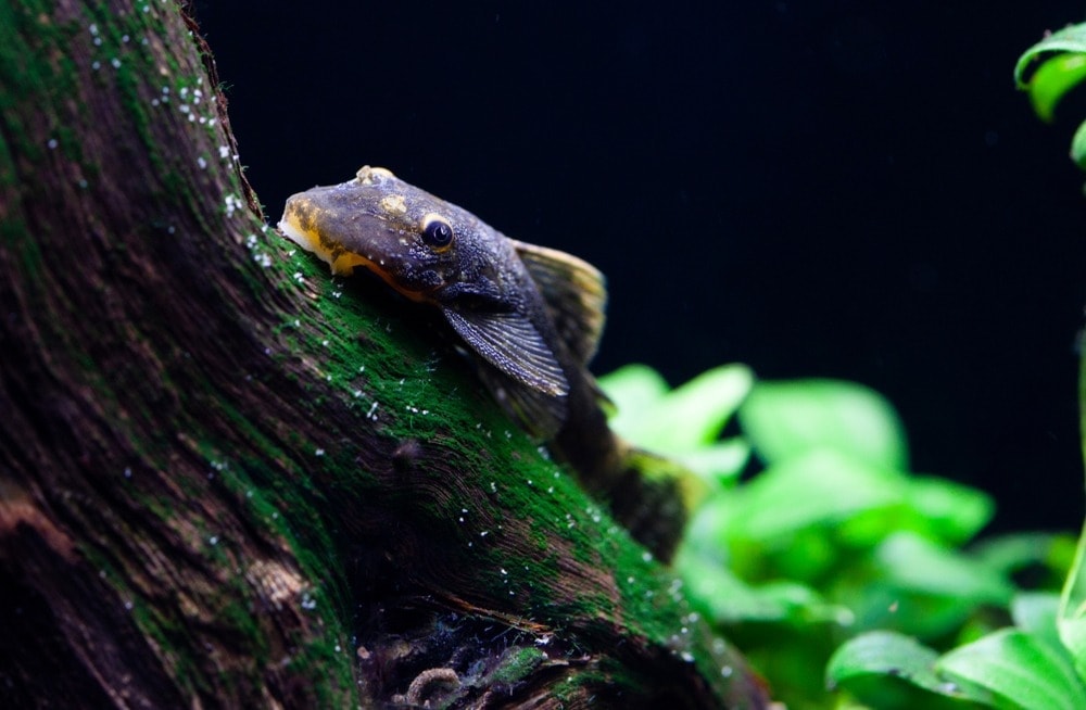 How to Tell if a Pleco Is Male or Female: 4 Simple Methods