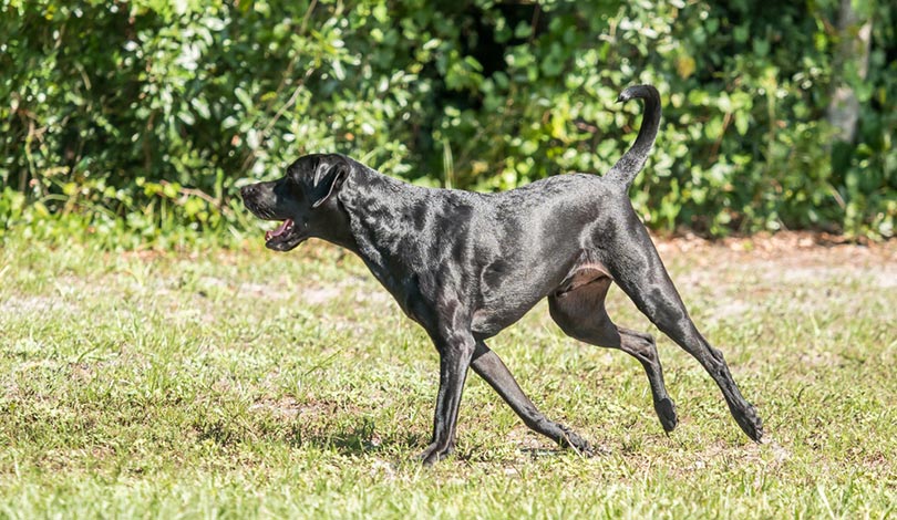How To Help a Dog With Hip Dysplasia: 11 Vet-Approved Tips