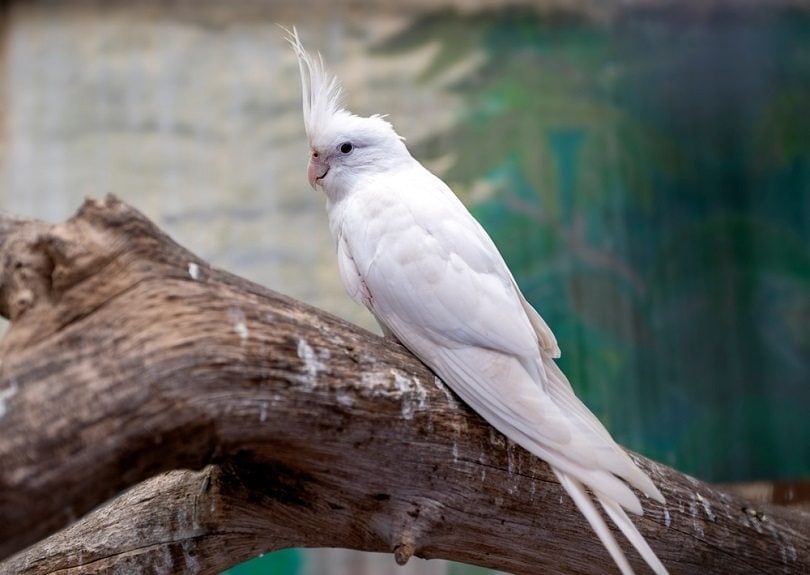Diarrhea in Cockatiels: Vet-Approved Causes & Solutions