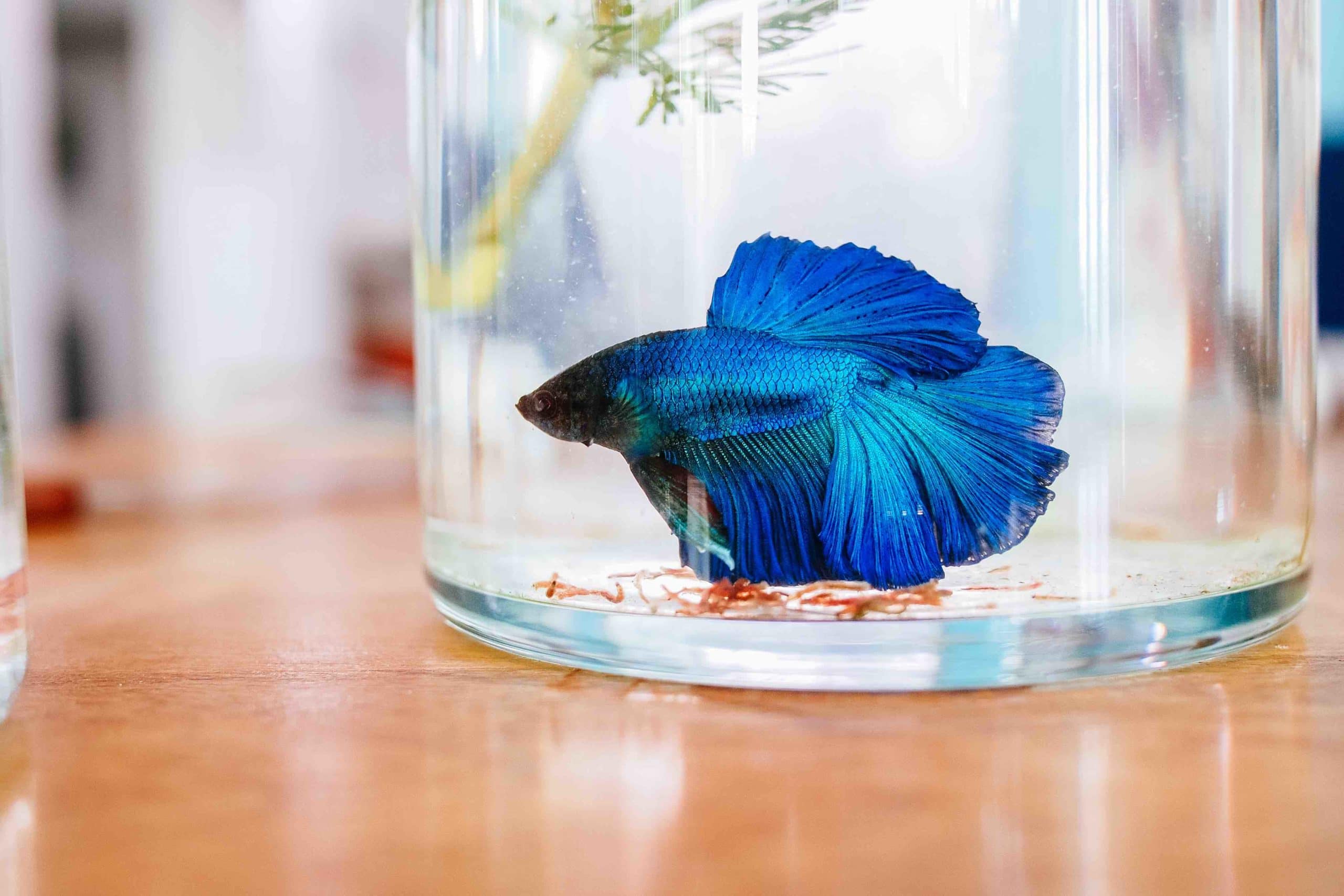 blue betta fish in jar