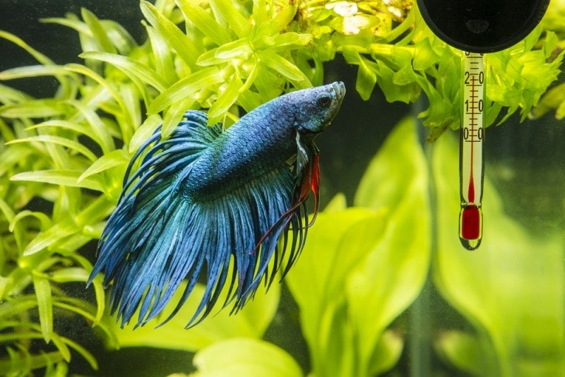 Betta Tank Temperature: Vet Approved Care & Safety Tips