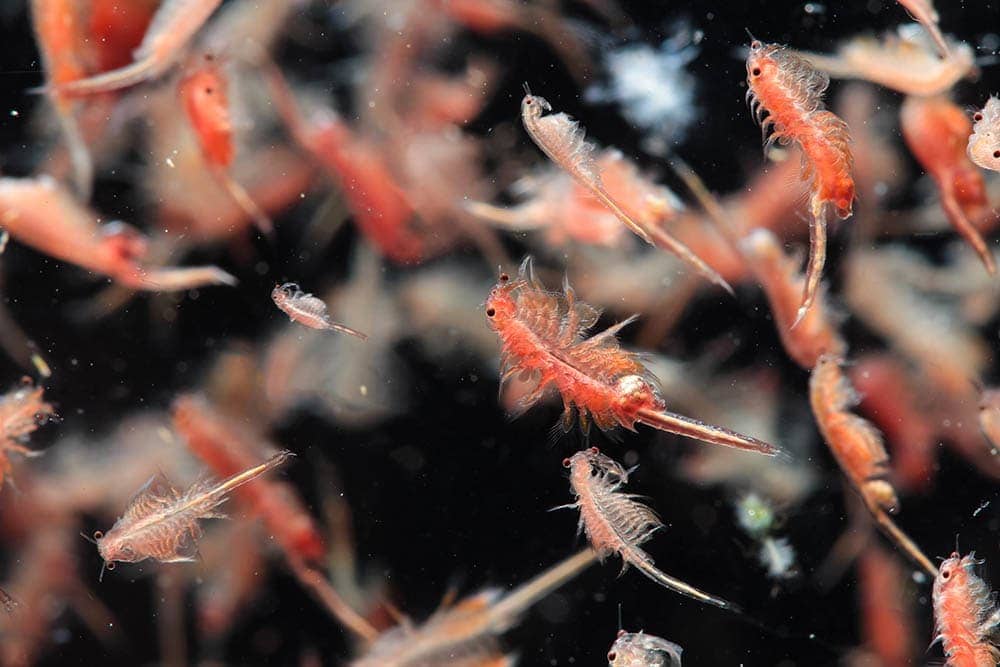 What Do Brine Shrimps Eat? Vet-Approved Nutrition Facts & FAQ